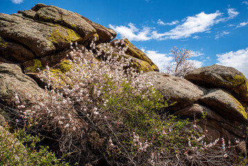 apricot blooming on the rocks against the blue sky
