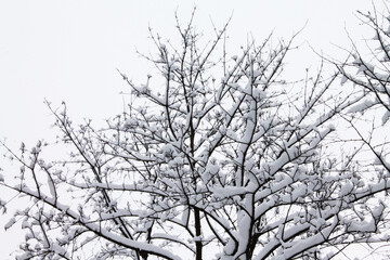 Christmas and New Year. Soft snow falls on tree branches and warms them