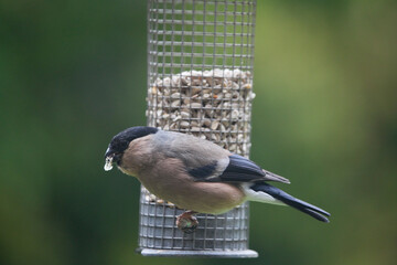 Female Bullfinch feeding on sunflower hearts from a garden bird feeder in June, North Yorkshire, England, United Kingdom