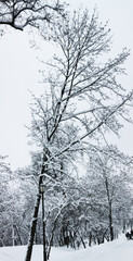 Christmas and New Year. Winter landscape. Tall thin trees covered with white snow