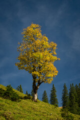 Herbststimmung in der Morgensonne im Karwendelgebirge in den österreichischen Alpen mit Blick auf einen Berg Ahorn und dem Gamsjoch im Hintergrund 
