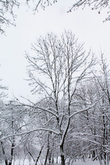 Christmas and New Year. Winter landscape. The spreading branches of a large tree flutter in a shroud of snow.