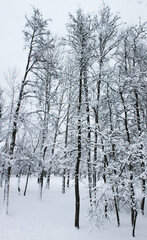 Christmas and New Year. Winter landscape. The tall trees of the city park are wrapped in snow