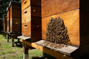 Colony of active western honey bees on a beehive outdoor