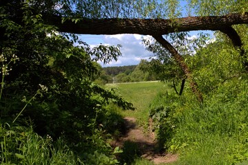 wooden ark in the forest