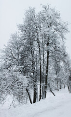 Fototapeta premium Winter landscape, Christmas and New Year. Quiet silence under a blanket of snow
