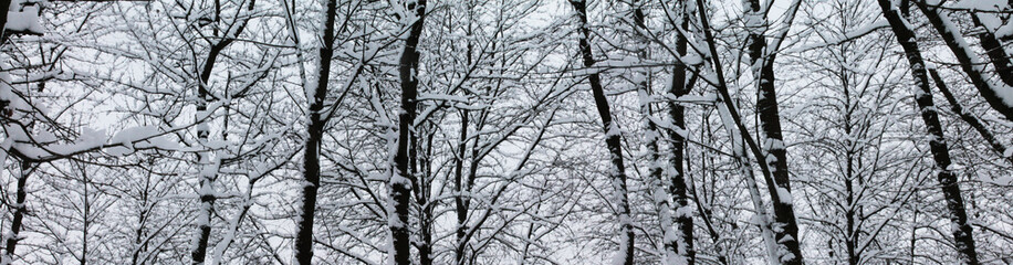 Winter landscape, Christmas and New Year. Tree branches under soft white fluffy snow