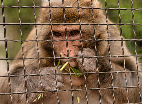 monkey in a cage at the zoo