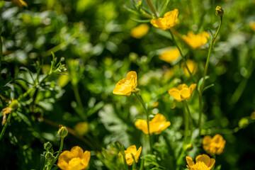 yellow flower, plant