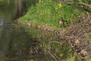 Naklejka na ściany i meble Duck with ducklings on a pond coast