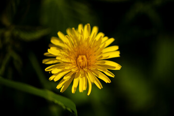 yellow flower, plant