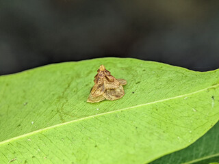 Pagoda Bagworm on a green leaves.