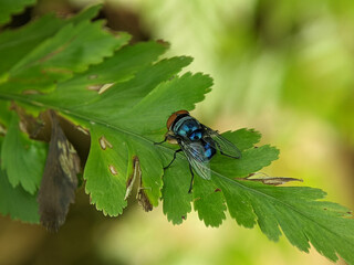 Calliphora vomitoria, known as the blue bottle fly, orange-bearded blue bottle, or bottlebee is a species of blow fly, a species in the family Calliphoridae. 