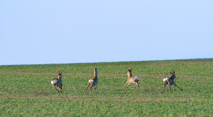 European roe deer herd in the green field.