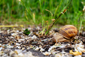 Helix pomatia, also Roman snail, Burgundy snail, edible snail