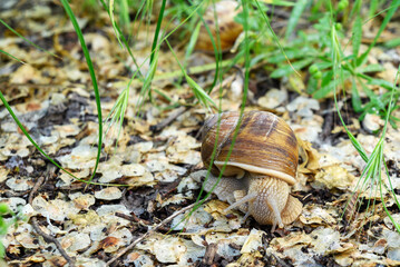 Helix pomatia, also Roman snail, Burgundy snail, edible snail