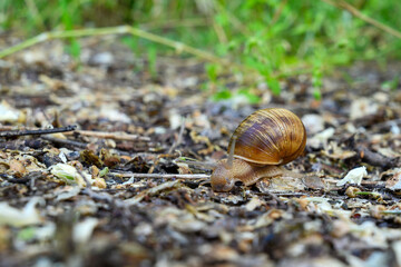 Helix pomatia, also Roman snail, Burgundy snail, edible snail