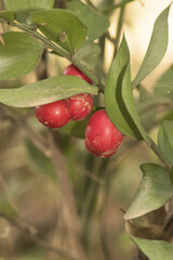 Ruscus aculeatus butcher's broom, knee holly or piaranthus deep red spherical berries attached to pointed green leaf-like stems on natural green background