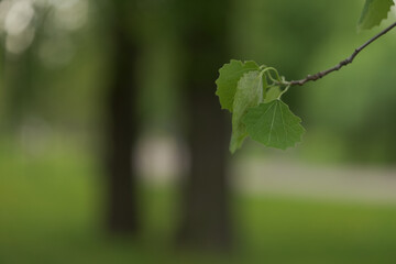 Branches of aspen tree with fresh leaves closeup