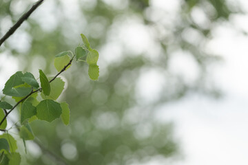 Branches of aspen tree with fresh leaves closeup