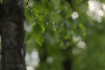 Fresh birch leaves in late spring with copy space