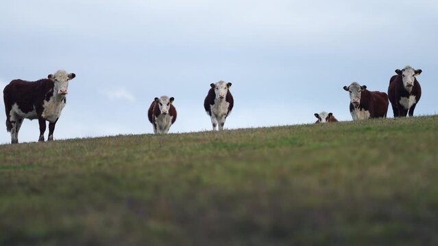 Herefords and Angus cattle grazing on pasture. Cows in field on top of a hill eating grass, farmed organic and regenerative produced, in Tasmania, Australia.
