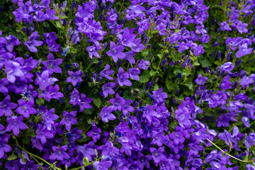 Obraz premium purple flower, plant