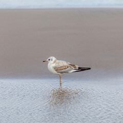 Seagull in the natural environment on the Baltic Sea.