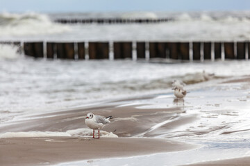 Seagull in the natural environment on the Baltic Sea.