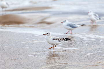 Seagull in the natural environment on the Baltic Sea.
