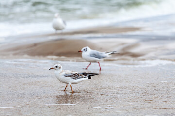 Seagull in the natural environment on the Baltic Sea.