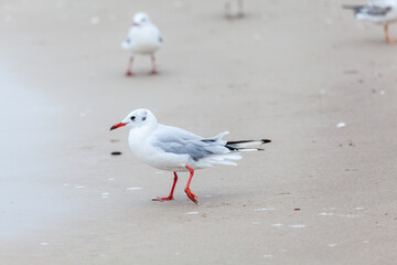 Seagull in the natural environment on the Baltic Sea.