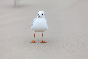 Seagull in the natural environment on the Baltic Sea.