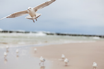 Seagull in the natural environment on the Baltic Sea.