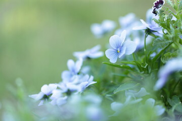 薄紫色のビオラのアップ