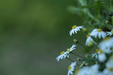 姫コスモスのアップ

