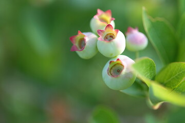 ブルーベリーの実のアップ