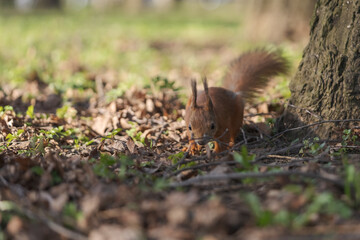 Squirrel searching for food stocks on the ground in spring