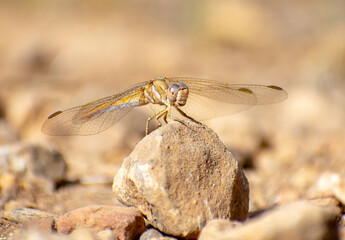 Eplauet Skimmer (Orthetrum chrysostigma) sitting on a stone