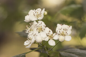 Crataegus monogyna common hawthorn waxy white flowers, light purple stamens and lobed leaves on natural green background