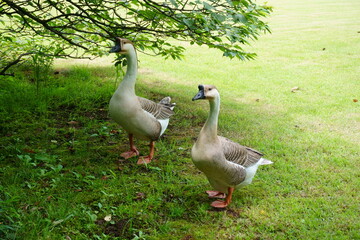 美しい灰色のガチョウ