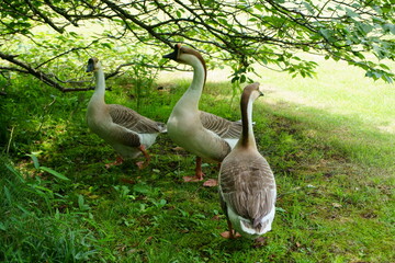 美しい灰色のガチョウ