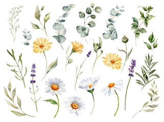 Watercolor meadow flowers and herbs. Daisy, calendula, lavender,  eucalyptus branches and leaves. Summer floral clipart for greeting cards and invitations, natural products wrapping, logo and fabric.
