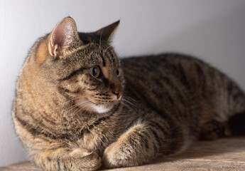 European shorthair cat. Portrait of a domestic striped brown cat. Muzzle with mustache. Animal at home.