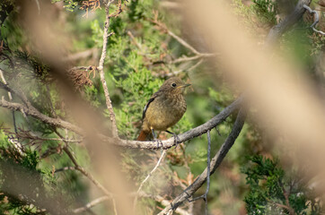  Juvenile male Moussier's redstart (Phoenicurus moussieri) 