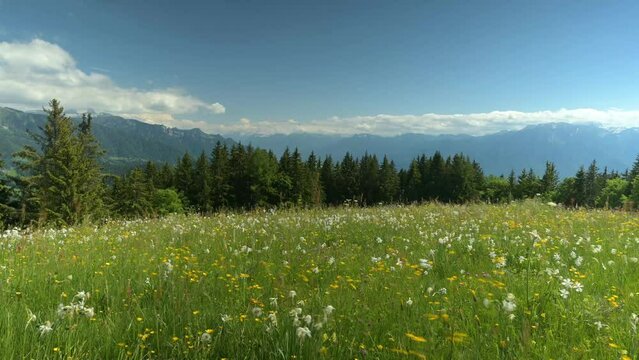 Landscape with mountains and sky. White Daffodils Blooming in spring. Narcissus poeticus. pheasant's eye. Les Pleiades, Switzerland.