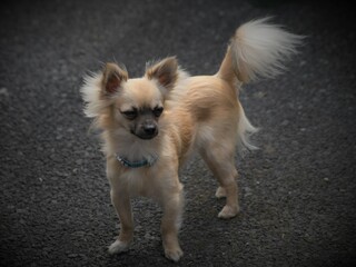 doggy friend in the lens