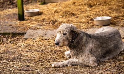 doggy friend in the lens