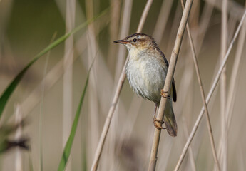Sedge Warbler