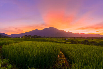 beauty morning view with sunrise at green paddy fields